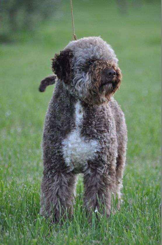 Lagotto Romagnolo miglior maschio