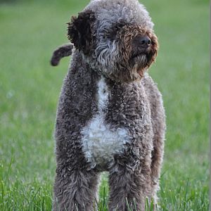 Lagotto Romagnolo miglior maschio