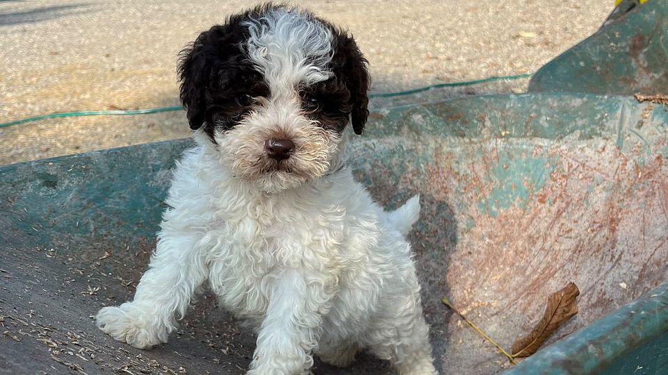 Esuberante Cucciola di Lagotto Romagnolo