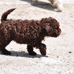 cucciolo lagotto riccio e marrone due mesi