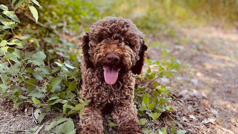 Lagotto Romagnolo adulto per la cerca del tartufo