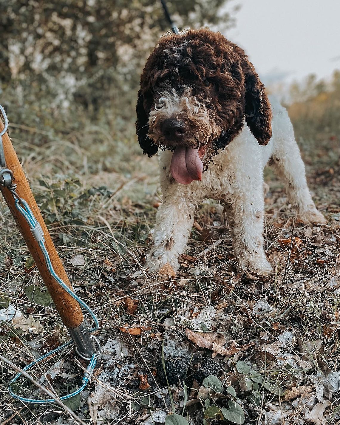 Lagotto durante la Caccia al tartufo Lagotto Caccia al tartufo