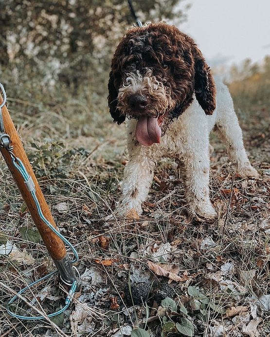 Lagotto Caccia al tartufo