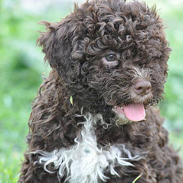 cucciolo lagotto marrone