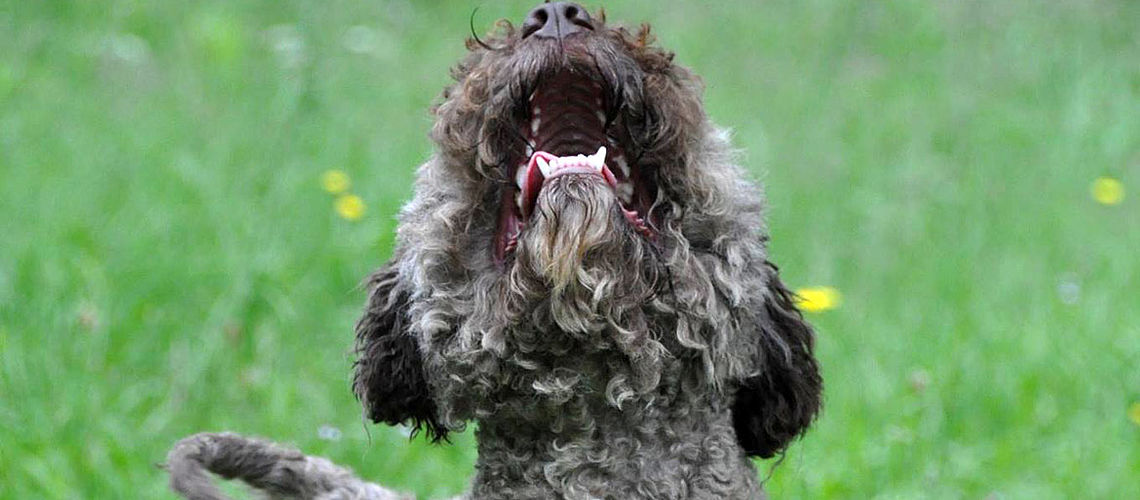 Lagotto Romagnolo allevamento del Cane da Tartufo Italiano