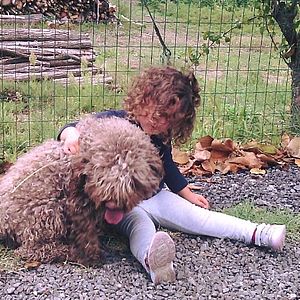 lagotto non perde pelo