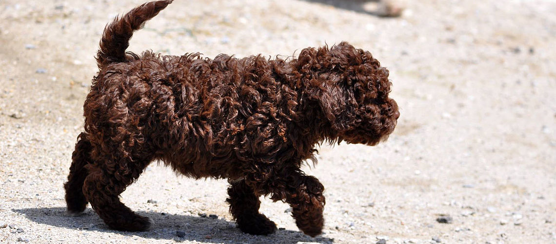 Lagotto Romagnolo marrone