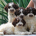 cuccioli Lagotto Romagnolo bianco marrone