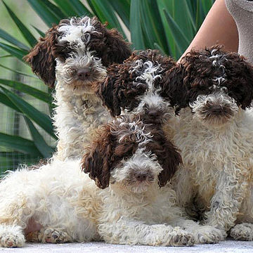 cuccioli Lagotto Romagnolo bianco marrone