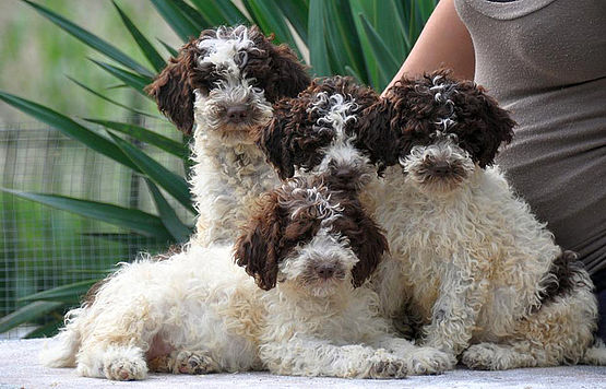 cuccioli Lagotto Romagnolo bianco marrone