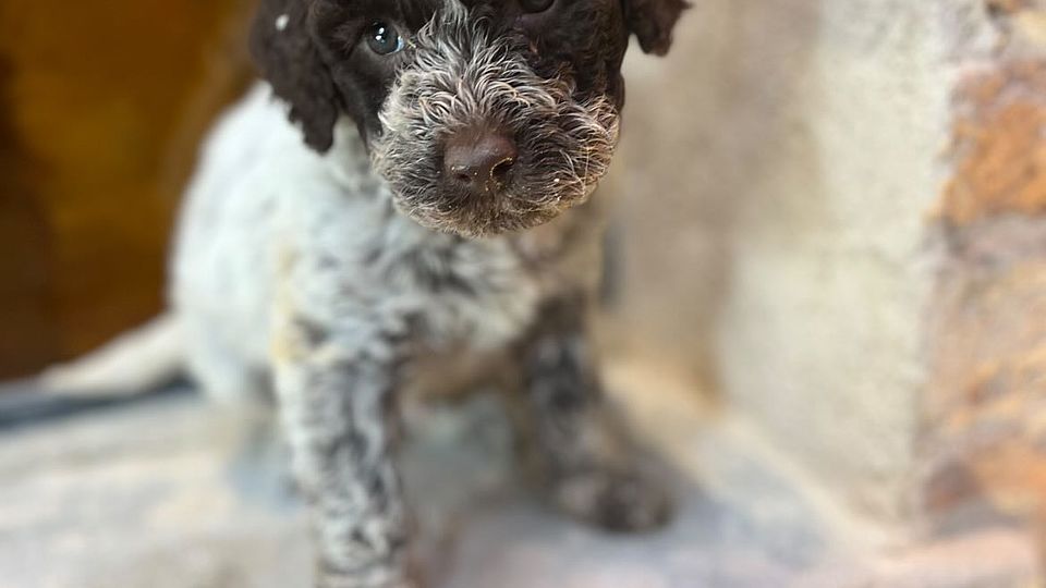 Dinamico Cucciolo di Lagotto Romagnolo