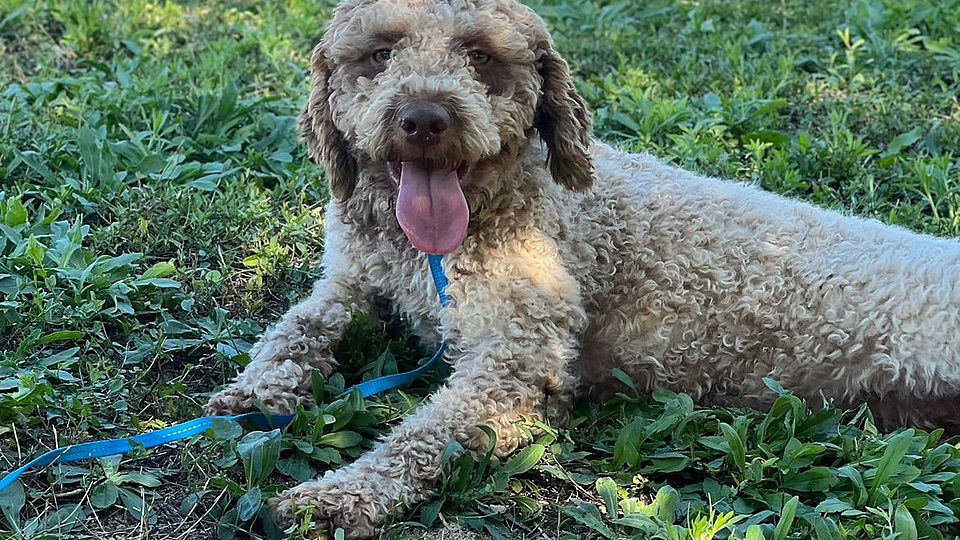 Lagotto Romagnolo addestrato alla cerca del tartufo