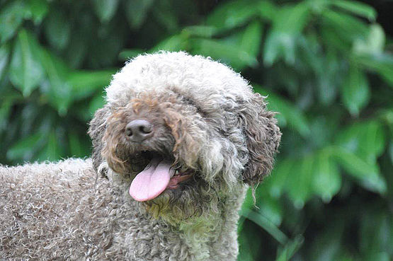 Foto che esalta le caratteristiche della testa di un cane Lagotto Romagnolo