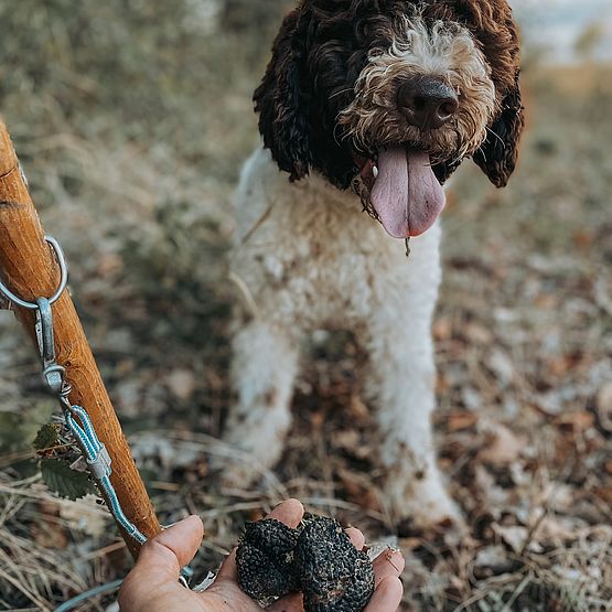 Lagotto Romagnolo da Tartufo