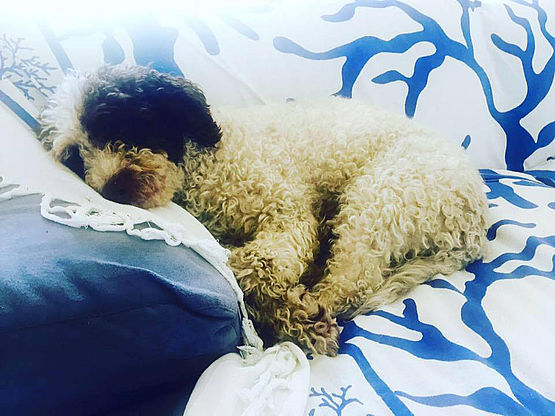 Lagotto Romagnolo caratteristico mantello bianco marrone dorme in casa sul cuscino