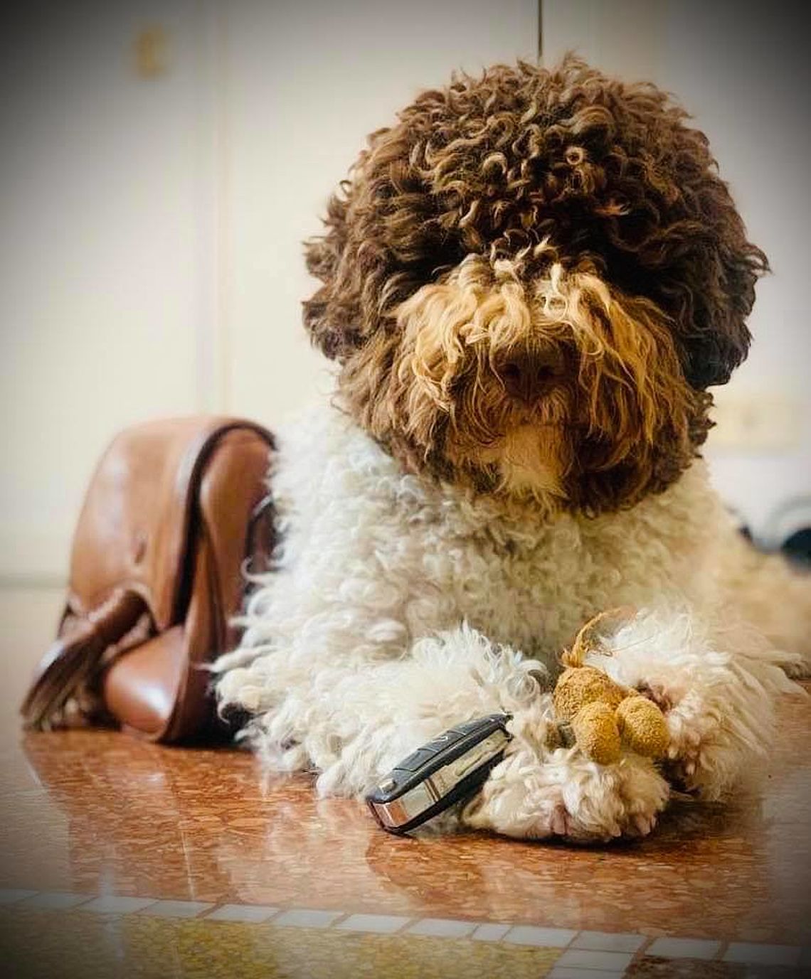 lagotto allevamento Cacao Meravigliao