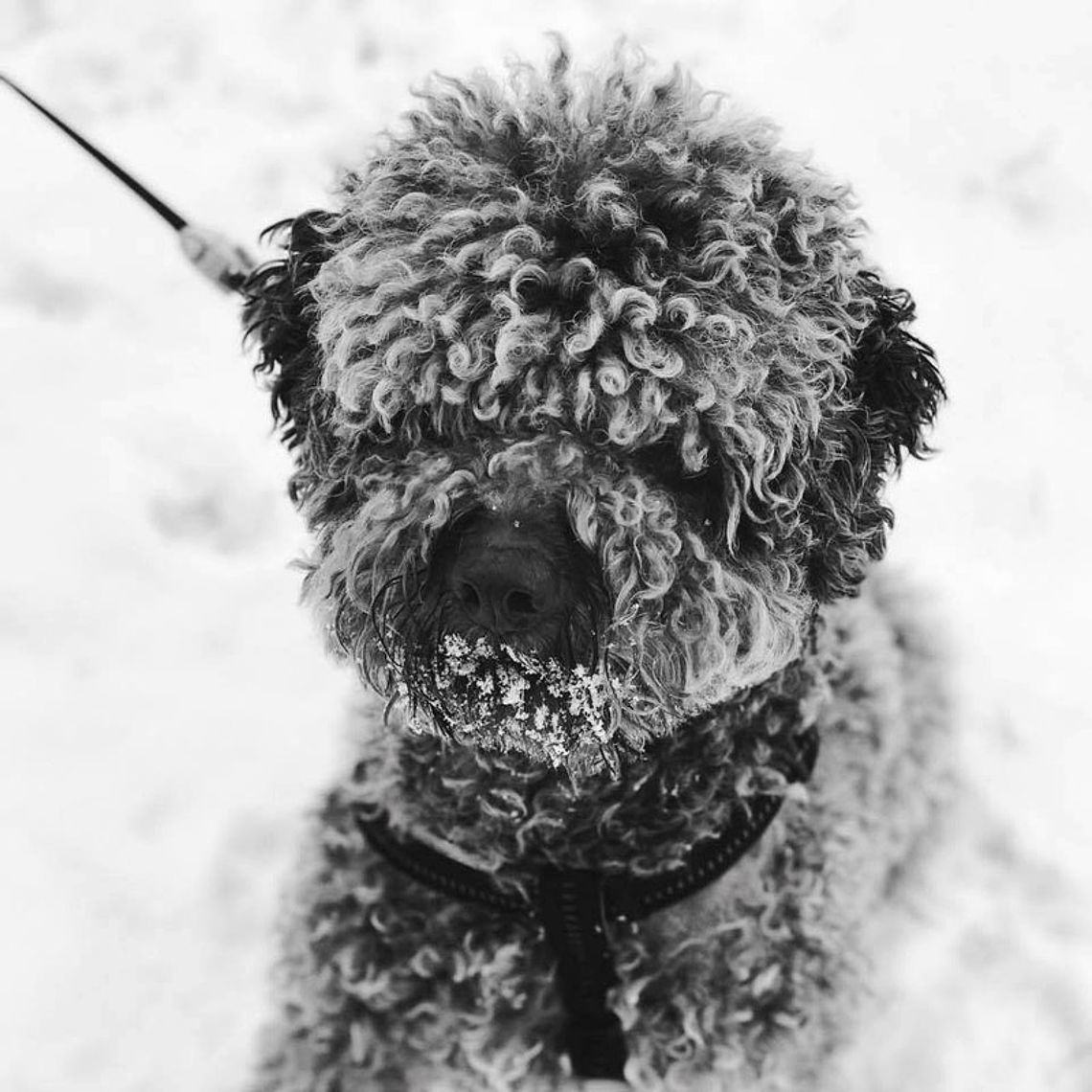 lagotto cane anallergico