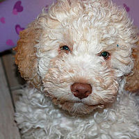 lagotto bianco arancio