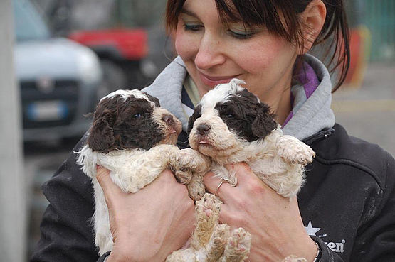 cuccioli bianco marrone dell’allevamento di lagottocacao meraviglia