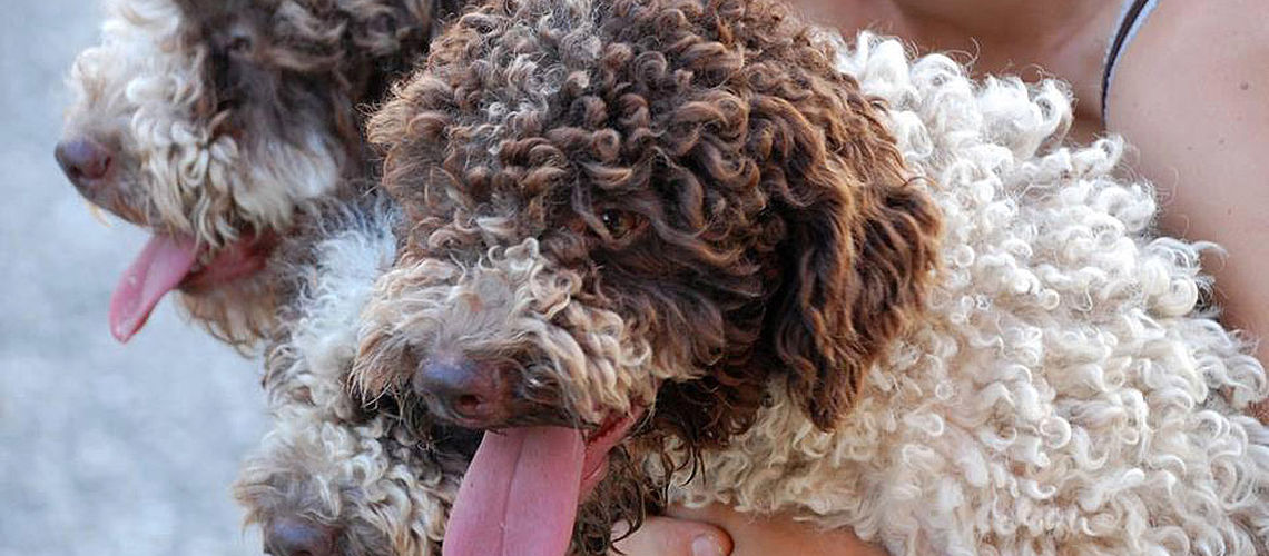 Lagotto Romagnolo bianco marrone
