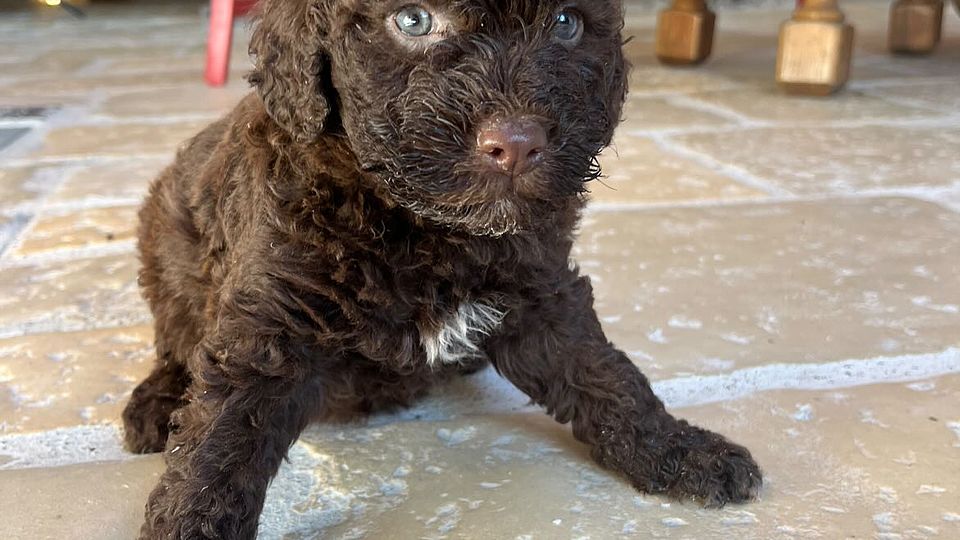 Dolcissimo cucciolo di Lagotto Marrone