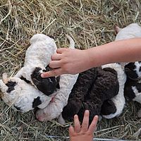 cucciolata lagotti bianco marrone pochi giorni