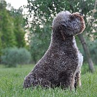 cane lagotto campione italiano grigio