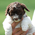 cucciolo lagotto bianco marrone