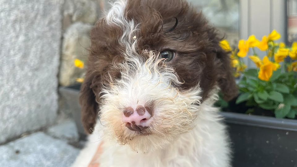 Dolcissimo cucciolo di Lagotto Romagnolo