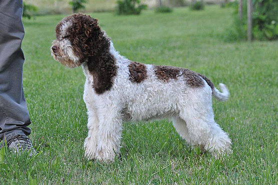 Caratteristiche Lagotto Romagnolo bianco marrone