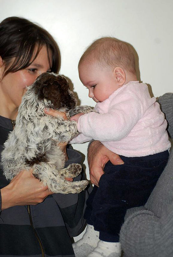 lagotto non da allergie a i neonati