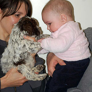 lagotto non da allergie a i neonati