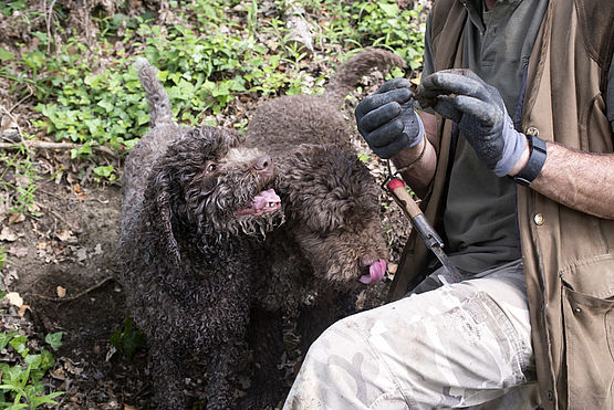 Lagotto Romagnolo caratteristico momento della cerca e dell’addestramento al tartufo