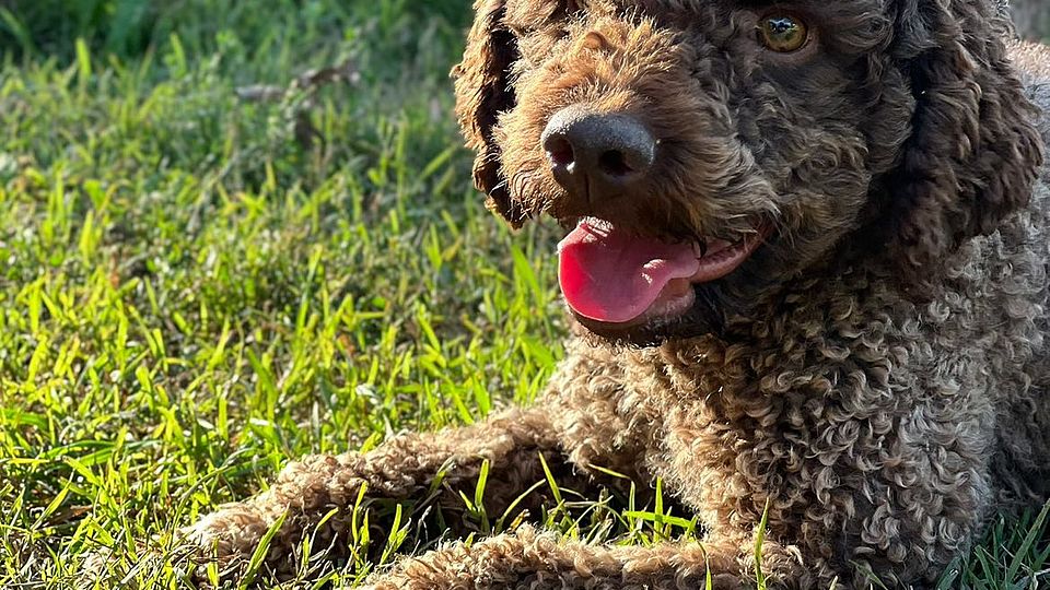 Timido Lagotto Romagnolo adulto