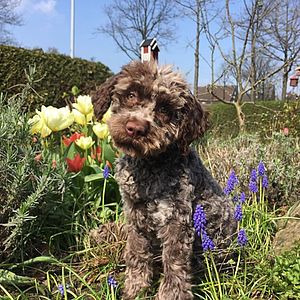 cucciolo cane lagotto roano 4 mesi