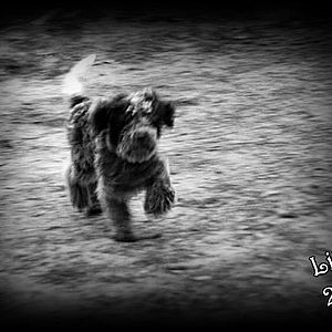 lagotto anallergico