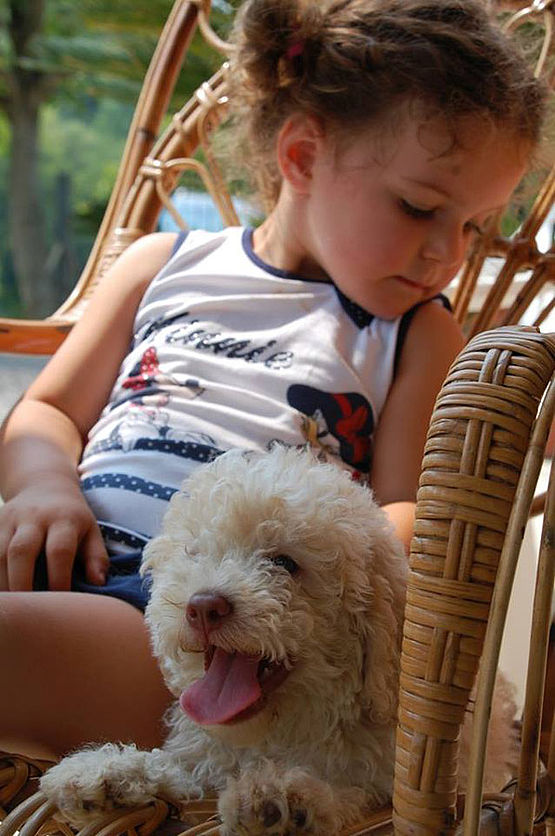 Lagotto Romagnolo nella colorazione bianco arancio a stretto contatto con un bambino