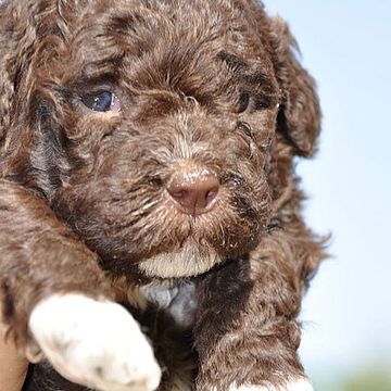 cucciolo lagotto calzini bianchi