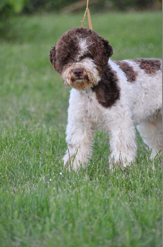 cane per allergici