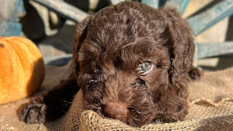 Cucciolo Marrone di Lagotto Romagnolo