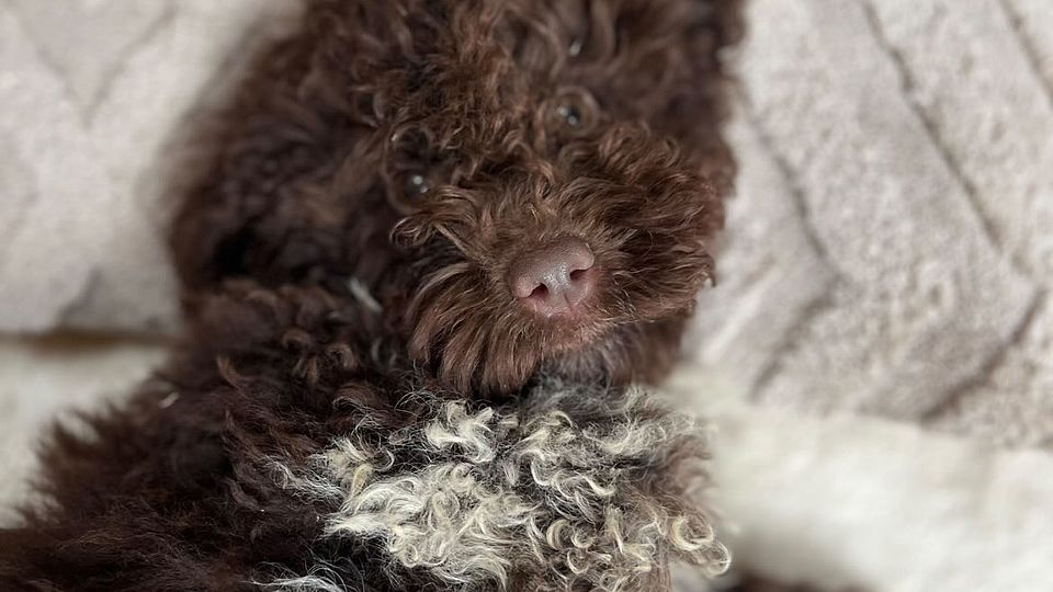 [Translate to Deutsch:] 