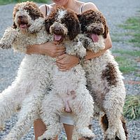 3 femmine di lagotto bianco marrone