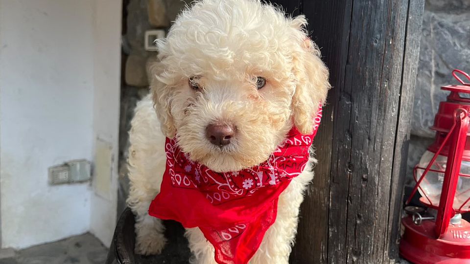 Vivace Cucciolo di Lagotto Romagnolo Bianco