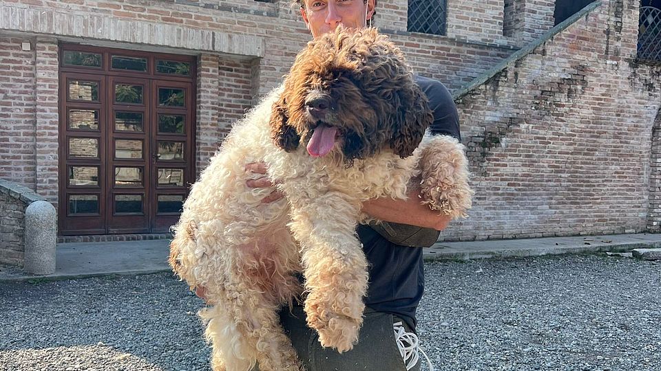 Lagotto Romagnolo Adulto di alta genealogia