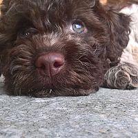 cucciolo lagotto roano marrone