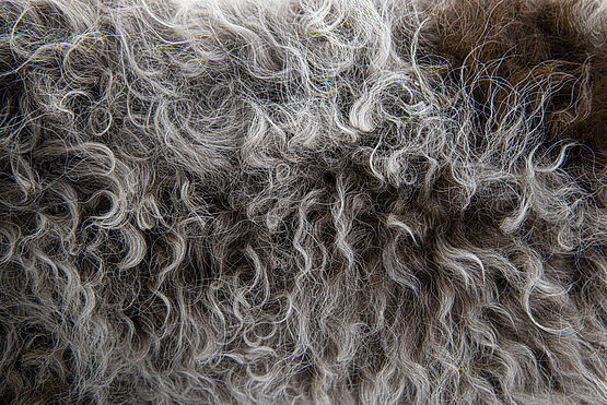 Pelo Lagotto Romagnolo
