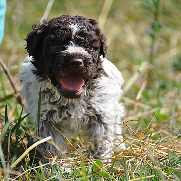 cucciolo lagotto roano marrone