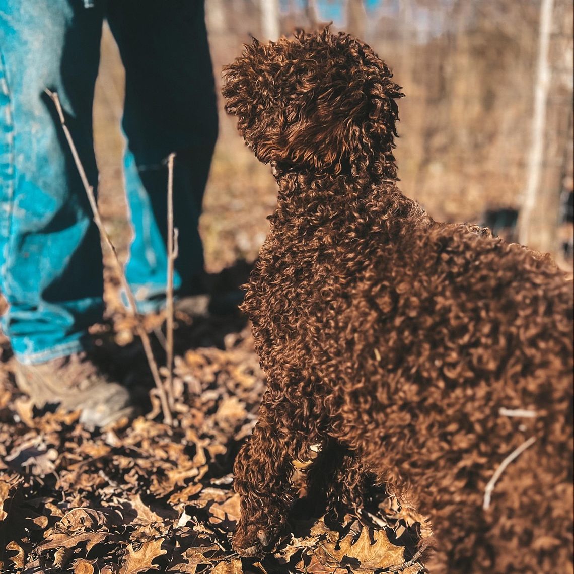Addestramento Lagotto per la cerca del tartufo Addestramento Lagotto per la cerca del tartufo