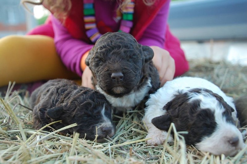 Lagotto Tamis avec double maille métallique 20cm – Maison Truffe AG