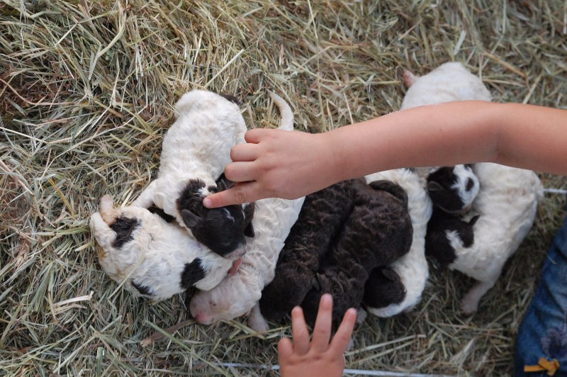 Lagotto Tamis avec double maille métallique 20cm – Maison Truffe AG